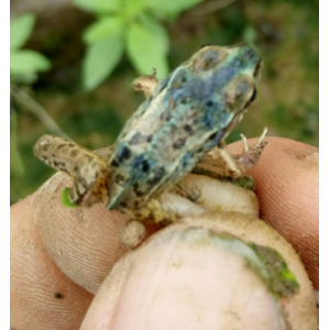 �ڰ����c�����������XĤ������Ƥ����Ҫ��η���