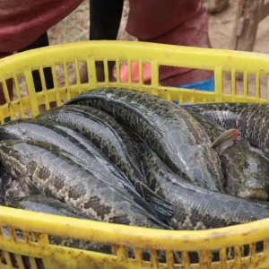 ���@��һ�����~��ٍ60�f(w��n)�����ϵ��(sh��)���0.995��