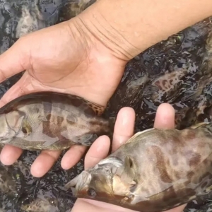 �f���Z�~�Ј������׃��